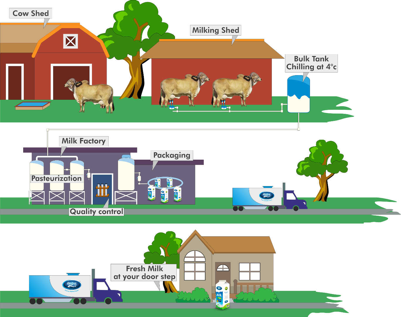 a2 milk production, milk and dairy products, quality milk, pure gir cow milk, supplier of milk, premium milk, gir cow milk, pure milk, supplier, dealer, vadodara