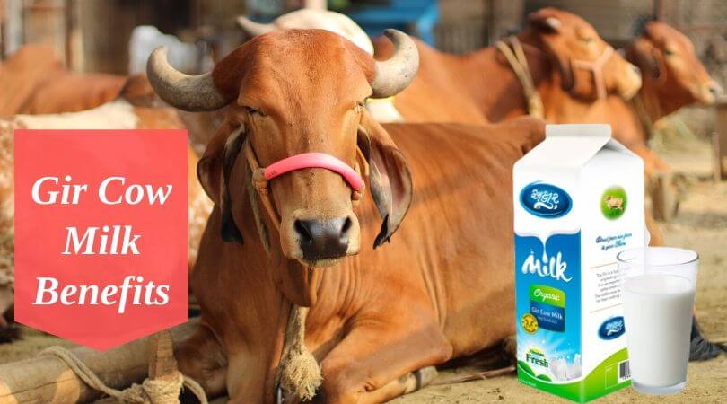 Gir Cow Milk Benefits  – Know Amazing Health Benefits