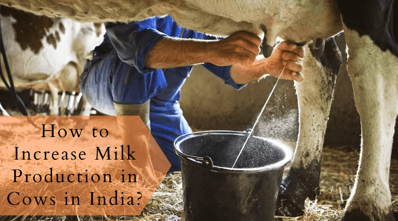 How to Increase Milk Production in Cows in India? – Know New Strategies